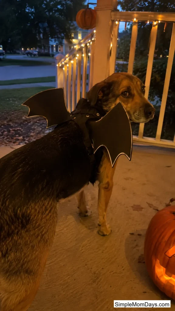 Bat Wings on the Harness