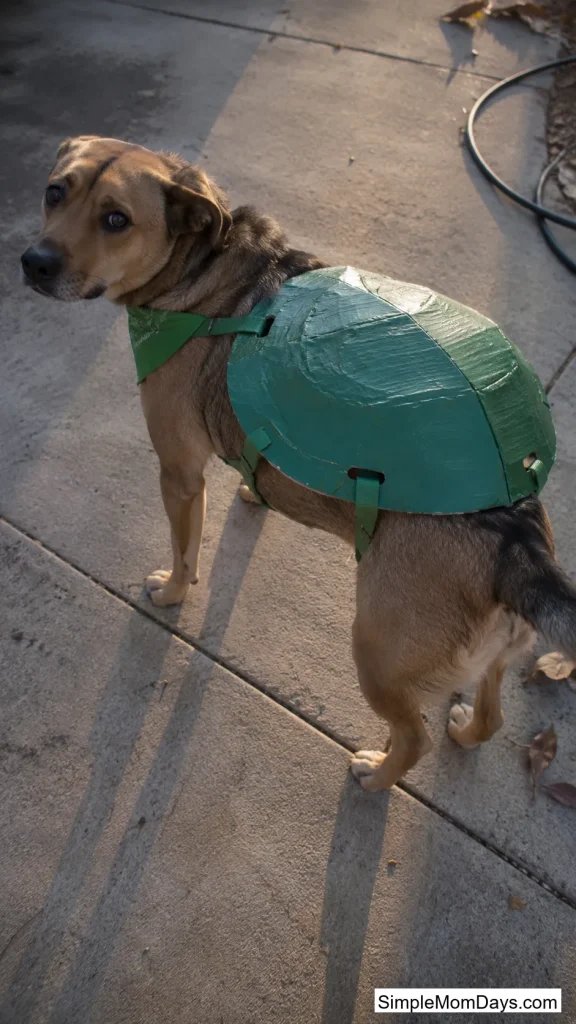Cardboard Shell Back Plate