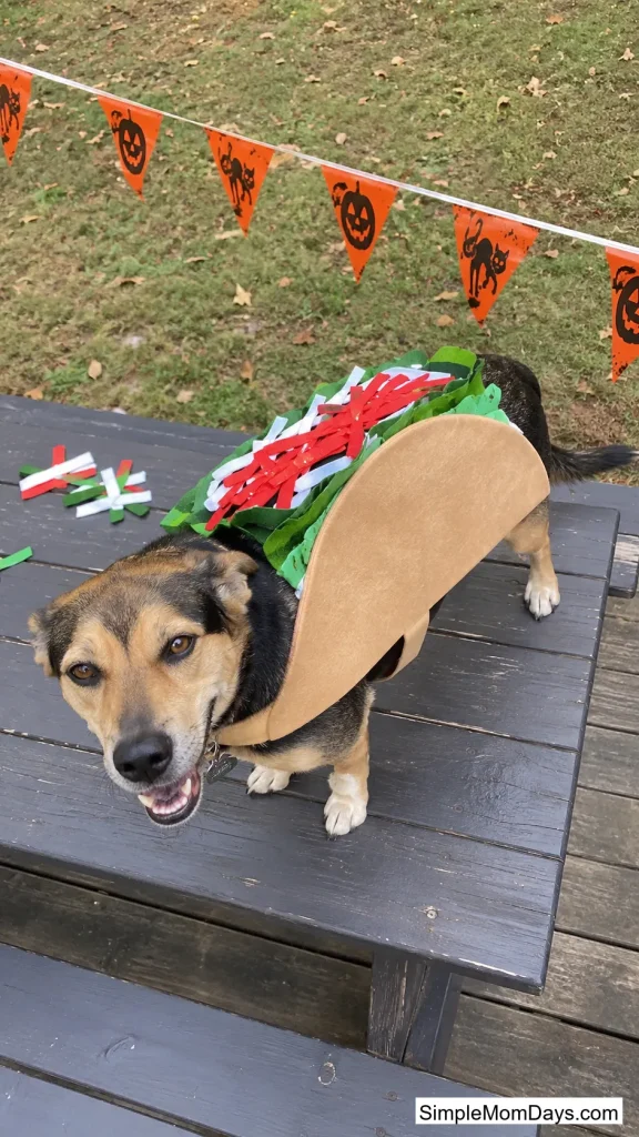 Taco Costume