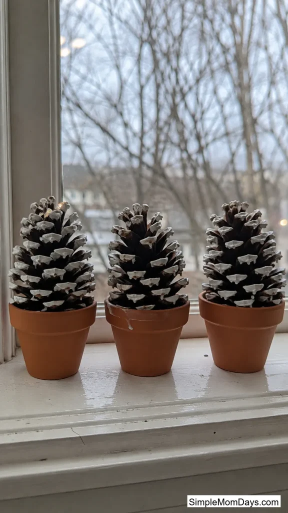 Mini Potted Pine Trees