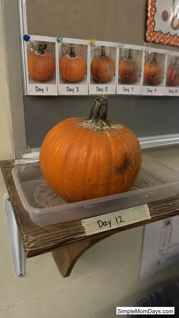 The Pumpkin Diary